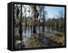 Sam Houston Jones State Park, Lake Charles, Louisiana, USA-Ethel Davies-Framed Stretched Canvas