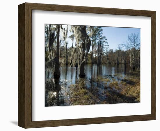 Sam Houston Jones State Park, Lake Charles, Louisiana, USA-Ethel Davies-Framed Photographic Print