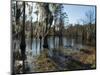 Sam Houston Jones State Park, Lake Charles, Louisiana, USA-Ethel Davies-Mounted Photographic Print