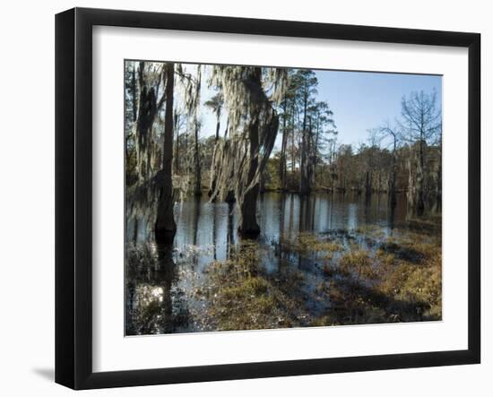 Sam Houston Jones State Park, Lake Charles, Louisiana, USA-Ethel Davies-Framed Photographic Print