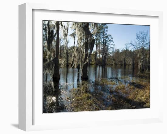 Sam Houston Jones State Park, Lake Charles, Louisiana, USA-Ethel Davies-Framed Photographic Print