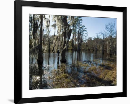 Sam Houston Jones State Park, Lake Charles, Louisiana, USA-Ethel Davies-Framed Photographic Print