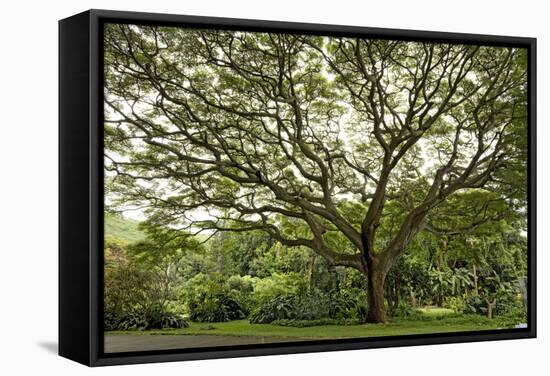 Samanea Saman Tree, Molokai, Hawaii, USA-Charles Gurche-Framed Stretched Canvas