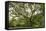 Samanea Saman Tree, Molokai, Hawaii, USA-Charles Gurche-Framed Stretched Canvas