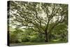 Samanea Saman Tree, Molokai, Hawaii, USA-Charles Gurche-Stretched Canvas