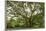 Samanea Saman Tree, Molokai, Hawaii, USA-Charles Gurche-Framed Photographic Print