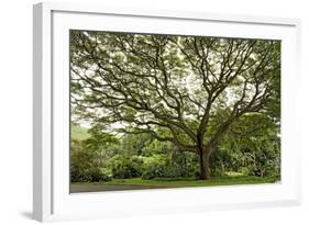 Samanea Saman Tree, Molokai, Hawaii, USA-Charles Gurche-Framed Photographic Print