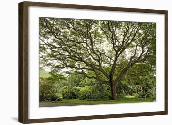 Samanea Saman Tree, Molokai, Hawaii, USA-Charles Gurche-Framed Photographic Print