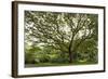Samanea Saman Tree, Molokai, Hawaii, USA-Charles Gurche-Framed Photographic Print