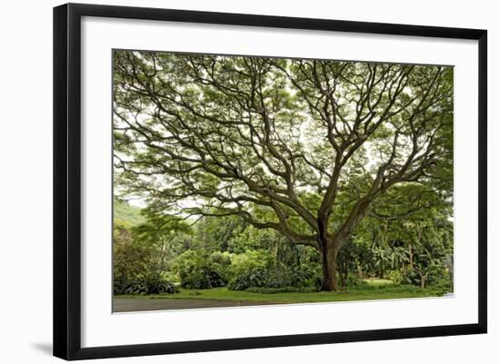 Samanea Saman Tree, Molokai, Hawaii, USA-Charles Gurche-Framed Photographic Print