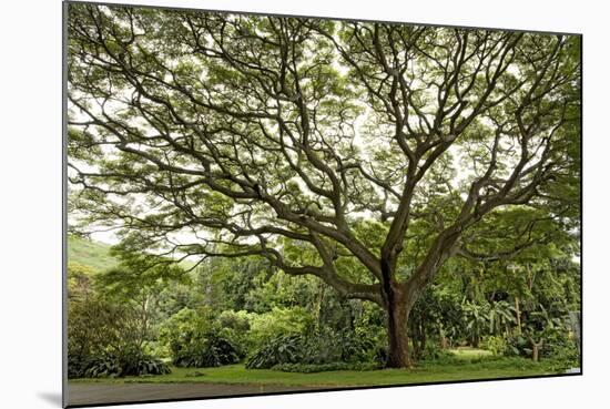 Samanea Saman Tree, Molokai, Hawaii, USA-Charles Gurche-Mounted Photographic Print