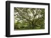 Samanea Saman Tree, Molokai, Hawaii, USA-Charles Gurche-Framed Photographic Print