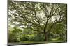 Samanea Saman Tree, Molokai, Hawaii, USA-Charles Gurche-Mounted Photographic Print