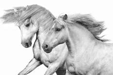 Wild Horses-Samantha Carter-Art Print