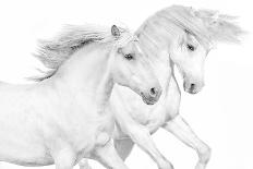 Wild Horses-Samantha Carter-Art Print