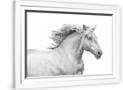 Gramercy White