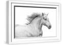 White Frame