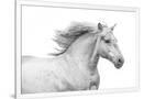Gramercy White