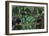 Samara's Window-Mindy Sommers-Framed Giclee Print