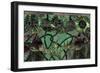 Samara's Window-Mindy Sommers-Framed Giclee Print