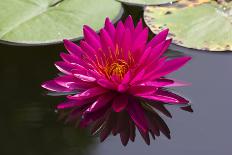 Pink Lotus-samarttiw-Photographic Print