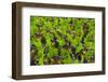 Samba Parade at Sambadrome During Carnival, Rio de Janeiro, Brazil-Keren Su-Framed Photographic Print