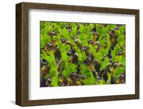 Samba Parade at Sambadrome During Carnival, Rio de Janeiro, Brazil-Keren Su-Framed Photographic Print