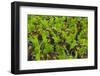 Samba Parade at Sambadrome During Carnival, Rio de Janeiro, Brazil-Keren Su-Framed Photographic Print