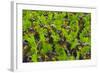 Samba Parade at Sambadrome During Carnival, Rio de Janeiro, Brazil-Keren Su-Framed Photographic Print