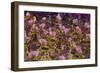 Samba Parade at Sambadrome During Carnival, Rio de Janeiro, Brazil-Keren Su-Framed Photographic Print