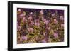 Samba Parade at Sambadrome During Carnival, Rio de Janeiro, Brazil-Keren Su-Framed Photographic Print