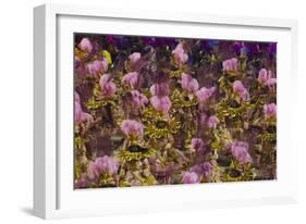 Samba Parade at Sambadrome During Carnival, Rio de Janeiro, Brazil-Keren Su-Framed Photographic Print