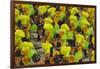 Samba Parade at Sambadrome During Carnival, Rio de Janeiro, Brazil-Keren Su-Framed Photographic Print