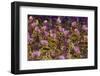 Samba Parade at Sambadrome During Carnival, Rio de Janeiro, Brazil-Keren Su-Framed Photographic Print