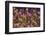 Samba Parade at Sambadrome During Carnival, Rio de Janeiro, Brazil-Keren Su-Framed Photographic Print