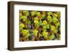 Samba Parade at Sambadrome During Carnival, Rio de Janeiro, Brazil-Keren Su-Framed Photographic Print