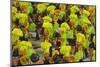 Samba Parade at Sambadrome During Carnival, Rio de Janeiro, Brazil-Keren Su-Mounted Photographic Print