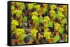 Samba Parade at Sambadrome During Carnival, Rio de Janeiro, Brazil-Keren Su-Framed Stretched Canvas