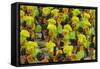 Samba Parade at Sambadrome During Carnival, Rio de Janeiro, Brazil-Keren Su-Framed Stretched Canvas