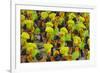 Samba Parade at Sambadrome During Carnival, Rio de Janeiro, Brazil-Keren Su-Framed Photographic Print