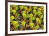 Samba Parade at Sambadrome During Carnival, Rio de Janeiro, Brazil-Keren Su-Framed Photographic Print