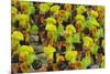 Samba Parade at Sambadrome During Carnival, Rio de Janeiro, Brazil-Keren Su-Mounted Photographic Print