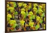 Samba Parade at Sambadrome During Carnival, Rio de Janeiro, Brazil-Keren Su-Framed Premium Photographic Print