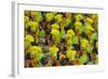 Samba Parade at Sambadrome During Carnival, Rio de Janeiro, Brazil-Keren Su-Framed Photographic Print