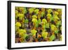 Samba Parade at Sambadrome During Carnival, Rio de Janeiro, Brazil-Keren Su-Framed Photographic Print