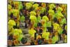 Samba Parade at Sambadrome During Carnival, Rio de Janeiro, Brazil-Keren Su-Mounted Photographic Print