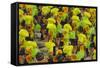 Samba Parade at Sambadrome During Carnival, Rio de Janeiro, Brazil-Keren Su-Framed Stretched Canvas