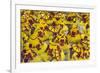 Samba Parade at Sambadrome During Carnival, Rio de Janeiro, Brazil-Keren Su-Framed Photographic Print