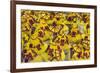 Samba Parade at Sambadrome During Carnival, Rio de Janeiro, Brazil-Keren Su-Framed Photographic Print