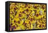 Samba Parade at Sambadrome During Carnival, Rio de Janeiro, Brazil-Keren Su-Framed Stretched Canvas